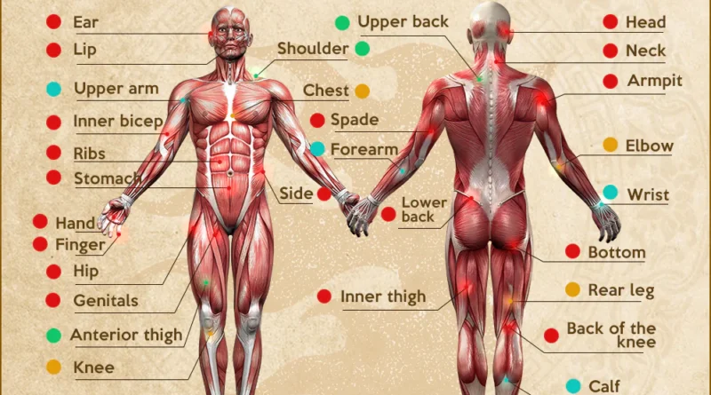 Tattoo artist explaining pain chart to client